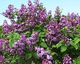 IMAGE OF 5 Common lilac 1-2' bareroot tree