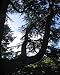 Photographic Prints of SG-20056 Cedar Tree from Ardea Wildlife Pets