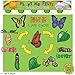 Playtime Felts Butterfly Life Cycle Story Set for Flannel Board - Uncut