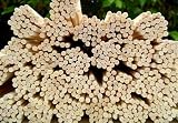 30 Rattan Reed Diffuser Replacement Sticks 12 x 3mm