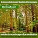 Ambient Soundscapes for Meditation Morning Forest