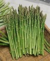 Mary Washington Asparagus Seeds - Asparagus Officinalis - 2 Grams - Approx 120 Gardening Seeds - Vegetable Garden Seed