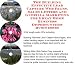The Guerilla Marketing, Building Effective Lead Capture Web Pages, Sales Letters for Great Home Business Opportunities Businesses