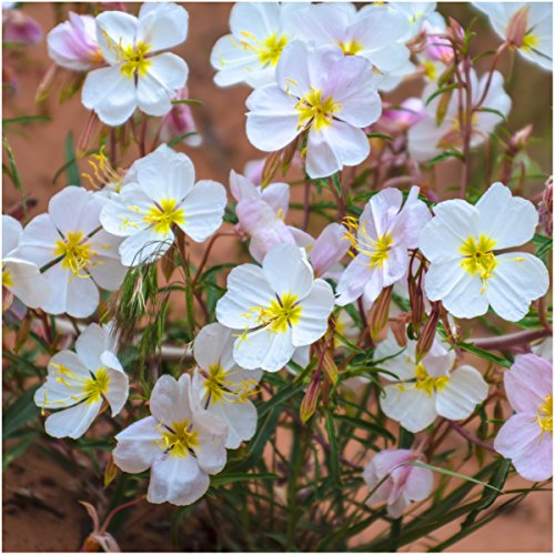 Package of 2,000 Seeds, Pale Evening Primrose (Oenothera pallida) Non-GMO Seeds By Seed Needs Package of 2,000 Seeds, Pale Evening Primrose (Oenothera pallida) Non-GMO Seeds By Seed Needs