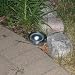 Smart Solar Solar Stainless Step Light - White LED