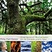Wilde Weisheit Meditationen: Die vier Elemente unserer Natur