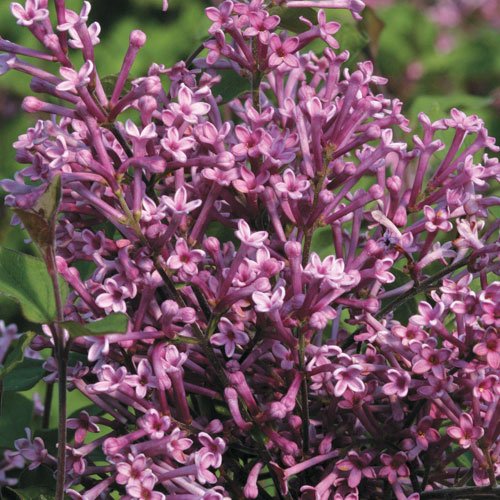 Bloomerang Purple® Lilac - Syringa - Proven Winners - 4 Bloomerang Purple® Lilac - Syringa - Proven Winners - 4