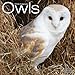 Owls Calendar - 2016 Wall calendars - Animal Calendar - Monthly Wall Calendar by Avonside