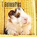 Guinea Pigs 2017 Mini 7x7