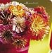 Paula Pryke's Simple Flowers Address Book (Paper Style: Pocket Address Book)