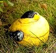 Finch Portly - Medium