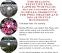 The Guerilla Marketing, Building Effective Lead Capture Web Pages, Sales Letters for Pool Heaters and Solar Panels Businesses