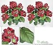 TWO 22" Hydrangea Artificial Flower Bushes in Antique burgundy