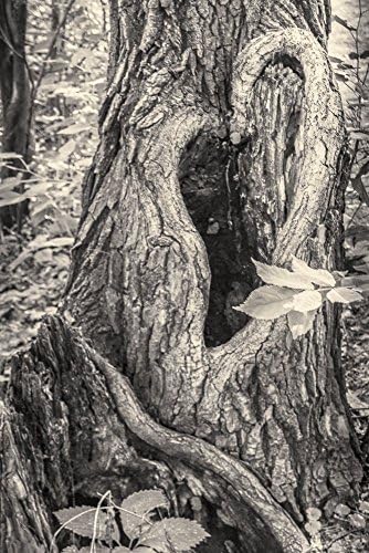 Tree Heart Sepia Fine Art Print 12x18 inch Photograph of Heart Shaped Opening in Tree
