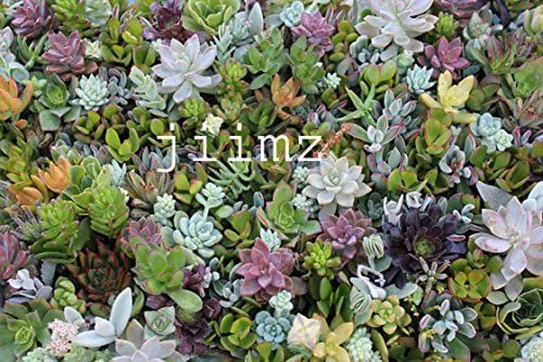 28 Varieties Succulent Cuttings Great for Vertical Gardens &amp; Wreaths &amp; Topiaries by jiimz California licensed nursery
