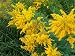 'Baby Gold' Goldenrod Perennial - 4 Plants - Solidago