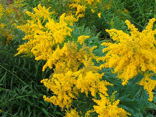 Goldenrod
