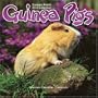 GUINEA PIGS 2010 Wall Calendar #11117-10
