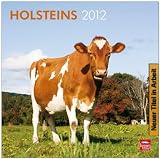 Holsteins 2013: Holsteiner