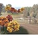 Woodland Scenics Fall Deciduous Value Pack Trees 2