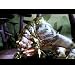 Product Video: Star Wars: The Force Unleashed -Trailer