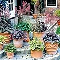 Heuchera Coral Bells Mix - 3 plants