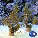 (海水魚 海藻)ライフマルチ ホンダワラ 種類おまかせ(1個) 本州・四国限定[生体]