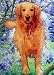 Golden Retriever Glass Cutting Board by Susan Rothschild
