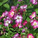 Amazon / Hirts: Roses: OSO EASY Happy Smoothie Rose - THORNLESS - DISEASE RESISTANT - Proven Winners