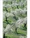 Photographic Prints of Almond Tree - Cultivation near the town of Alhama de Granada; in full blossom from Ardea Wildlife Pets