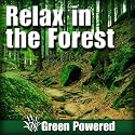 Relaxing Nature Sounds of Daytime Forest Creatures