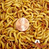 10,000ct Live Mealworms Live Pet Food & Bait (Free Shipping)