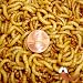 500ct Live Mealworms, Reptile, Blue Birds, Chicken, Fish Food (Free Shipping)