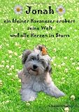 Jonah, ein kleiner Havaneser erobert seine Welt und alle Herzen im Sturm