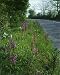 Photographic Prints of ROG-10376 Roadside Flowers - Early Purple Orchids (Orchis mascula) with from Ardea Wildlife Pets