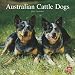 Australian Cattle Dogs 2010 Square Wall (Multilingual Edition)