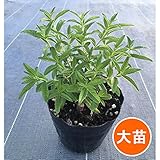 [大きいサイズのハーブ苗]レモンバーベナ4号ポット* 2株セット