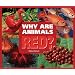 Why Are Animals Red? (Rainbow of Animals)