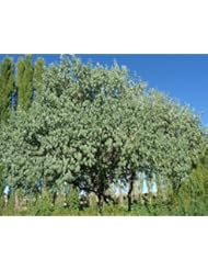Russian Olive Velvet Touch Tree: Well Established: Container Size: #5