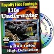 Underwater Life - Royalty Free Video Footage High Definition Collection, Personal License