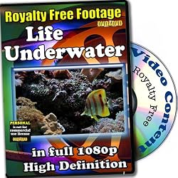 Underwater Life - Royalty Free Video Footage High Definition Collection, Personal License