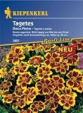 Tagetes patula Disco Flame