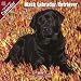   - Black Labrador Retriever 2009 Wall Calendar