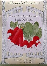 French Radish Seeds Round and Cylindrical Forms Petit Dejeuner 350 Seeds