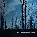 A Dog Lost In The Woods