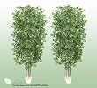 TWO 7' Artificial Ming Arelia Trees with Real Wood Trunks