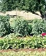 Easy Gardener LG400171 7-by-100-Foot Deer Barrier Fencing