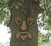 Woodstock 2611 Prankster Tree Face