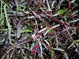 Dragon's Breath Hemigraphis repanda Unusual Unique Ground Cover Live Plant
