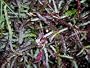 Dragon's Breath Hemigraphis repanda Unusual Unique Ground Cover Live Plant